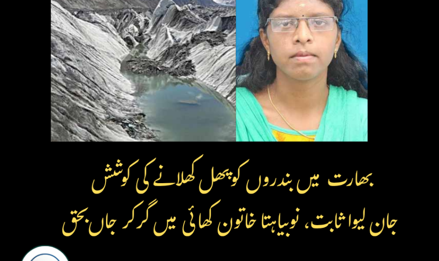 بھارت میں بندروں کو پھل کھلانے کی کوشش جان لیوا ثابت، نوبیاہتا خاتون کھائی میں گر کر جاں بحق